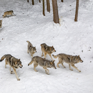 wolf pack