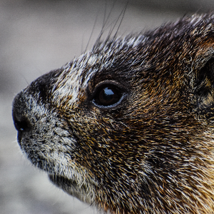 Image of a beaver.