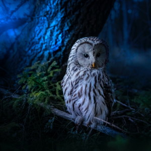 owl night