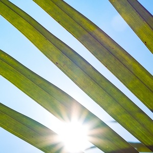 leaf sunlight