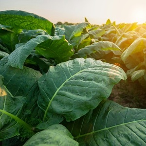 tobacco plants crop