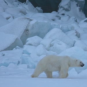 Polar Vortex Arctic