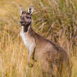 Australia Seasons Southern Hemisphere